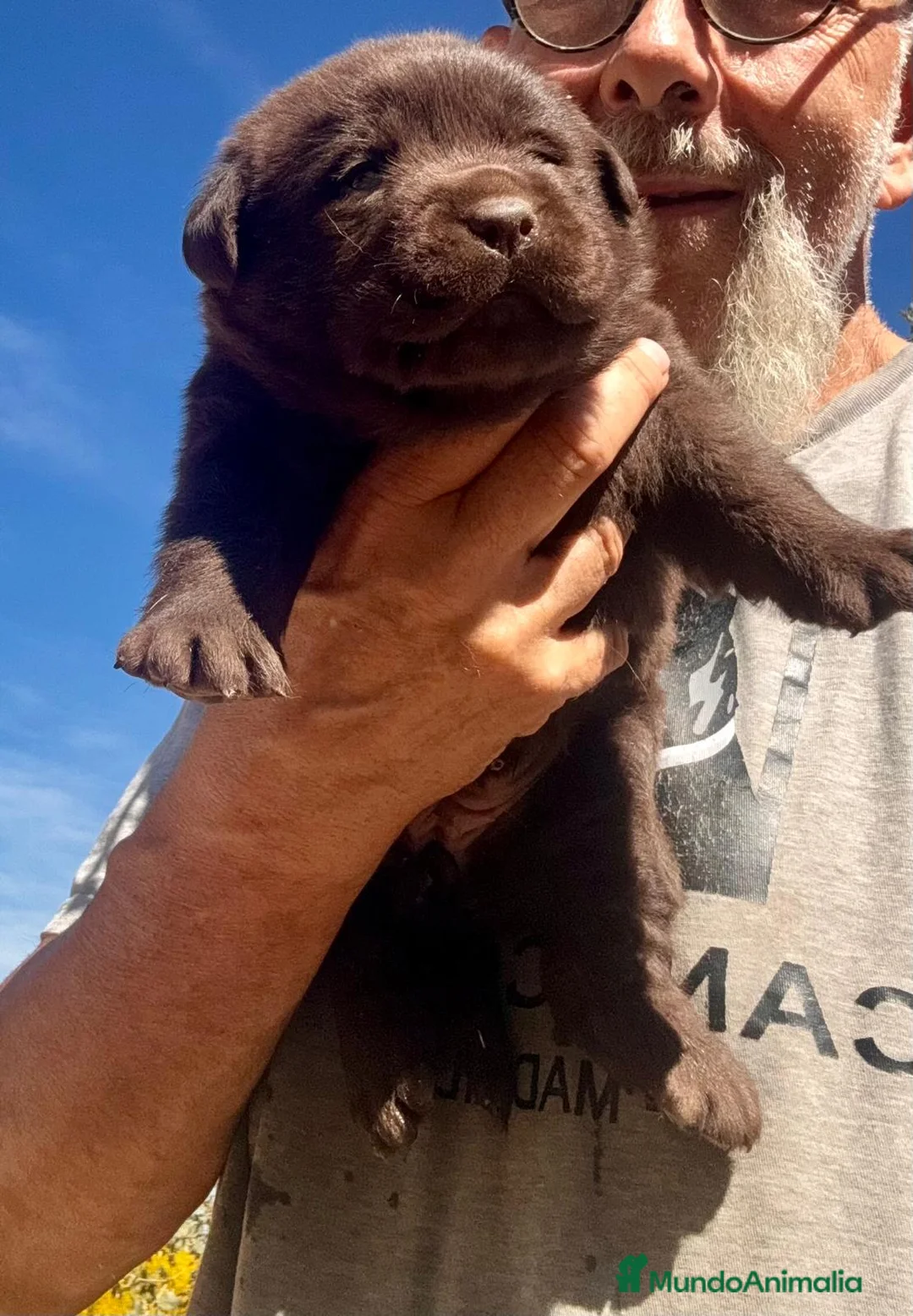 Labrador Retriever perros en venta: labrador chocolate  - Anuncio 2
