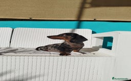 Teckel Miniatura perros en venta: Teckel mini  - Imagen 3
