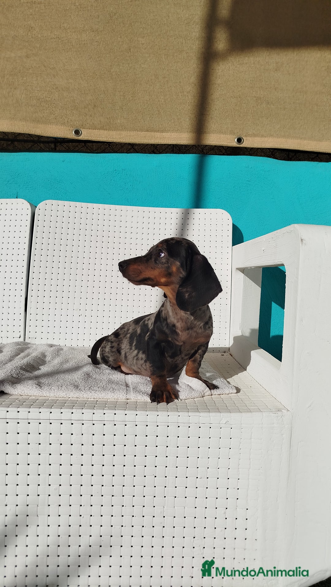 Teckel Miniatura perros en venta: Teckel mini  - Imagen 3