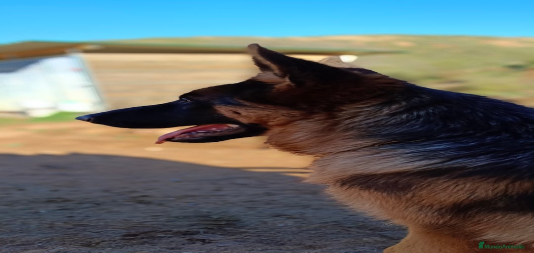 Imagen de galería {{count}}