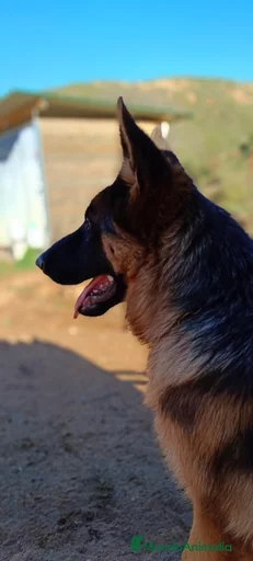 Imagen de galería {{count}}