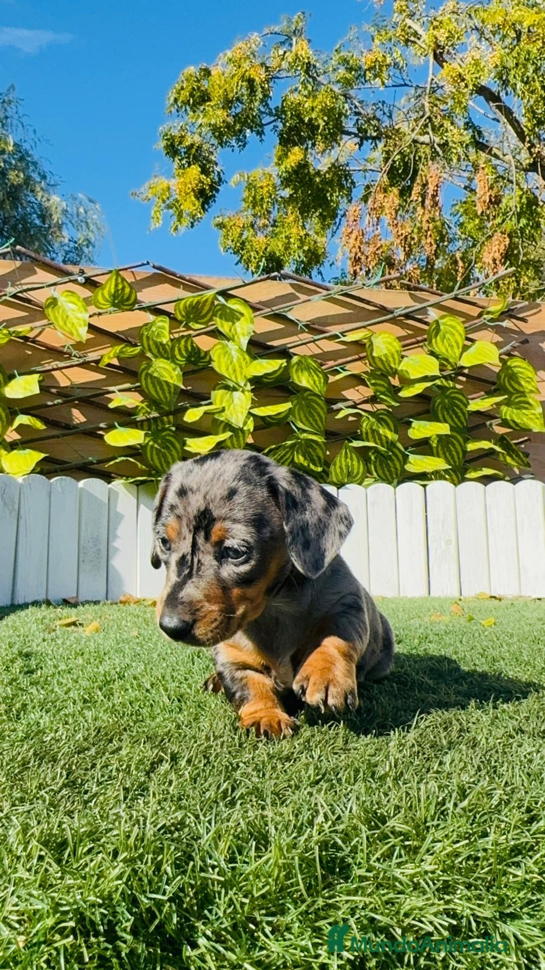 Teckel Miniatura perros en venta: Teckel miniatura hembra - Anuncio 9