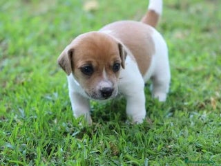 Jack Russell Terrier perros Jack Russell Bicolor Disponibles - Anuncio 1