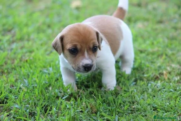 Jack Russell Terrier perros Jack Russell Bicolor Disponibles - Anuncio 1