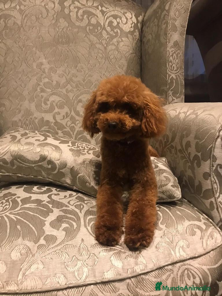 Caniche Toy perros caniche toy rojo - Anuncio 3