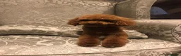 Caniche Toy perros en venta: caniche toy rojo en Illes Balears - Anuncio 1
