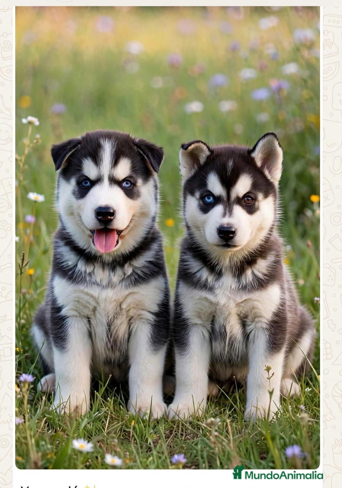 Husky Siberiano perros Husky siberiano  - Anuncio 1