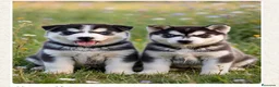 Husky Siberiano perros en venta: Husky siberiano  - Anuncio 1