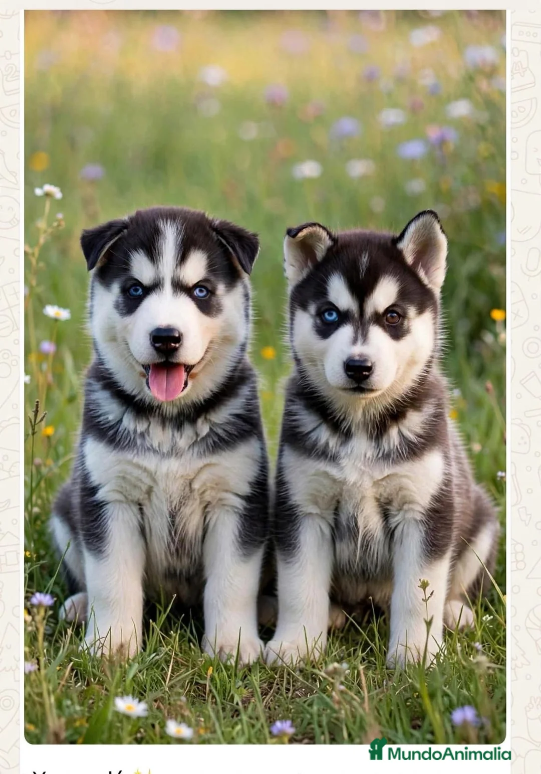 Husky Siberiano perros en venta: Husky siberiano  - Anuncio 1