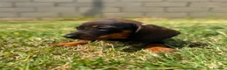 Teckel Miniatura perros en venta: Disponible Teckels Hembra de Calidad  - Anuncio 11