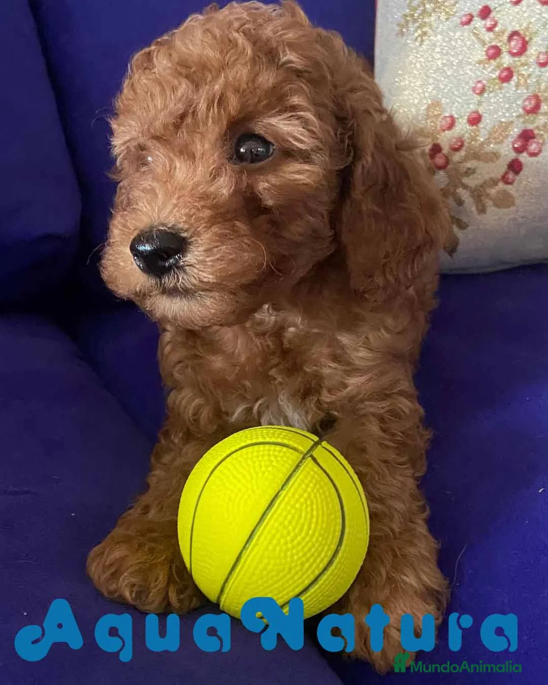 Caniche Toy perros en venta: Camada Caniches Barbie y Can - AQUANATURA en Barcelona - Anuncio 2