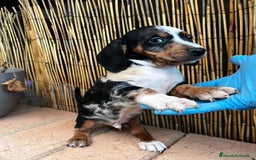 Teckel Miniatura perros en venta: Teckel miniatura TODA ESPAÑA  - Imagen 4