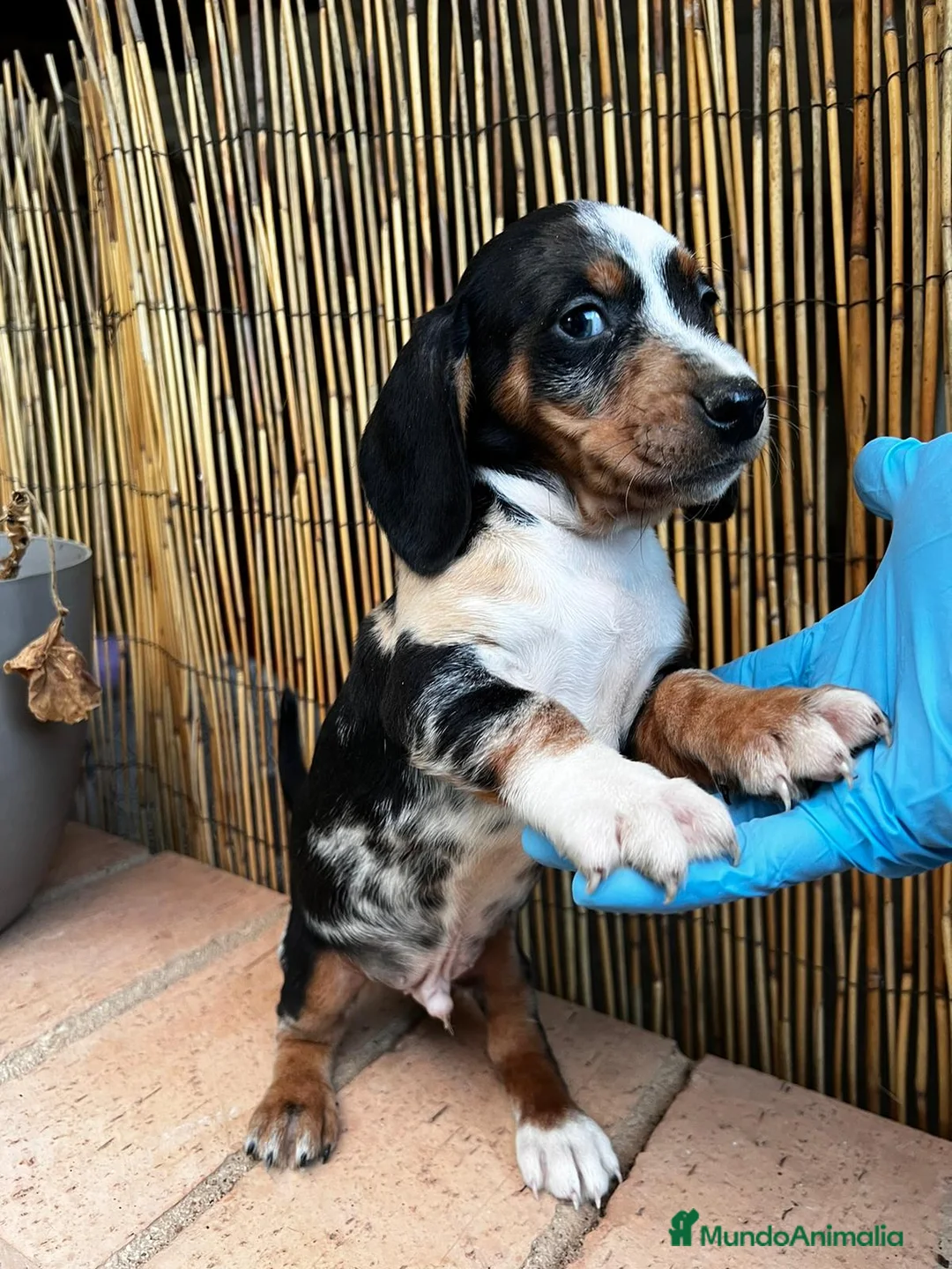 Teckel Miniatura perros en venta: Teckel miniatura TODA ESPAÑA  - Anuncio 4