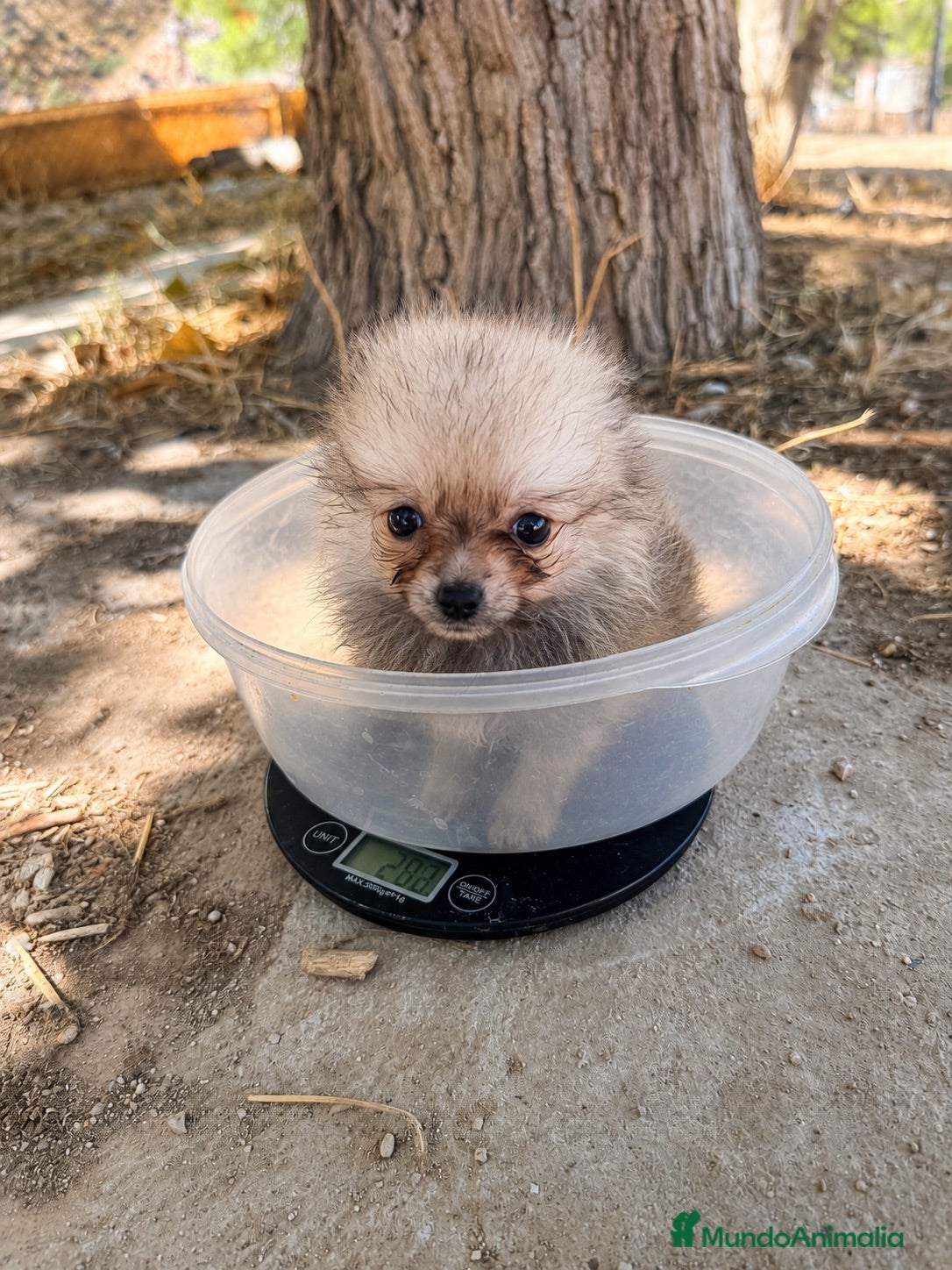 Pomerania perros Pomerania toy  - Anuncio 9