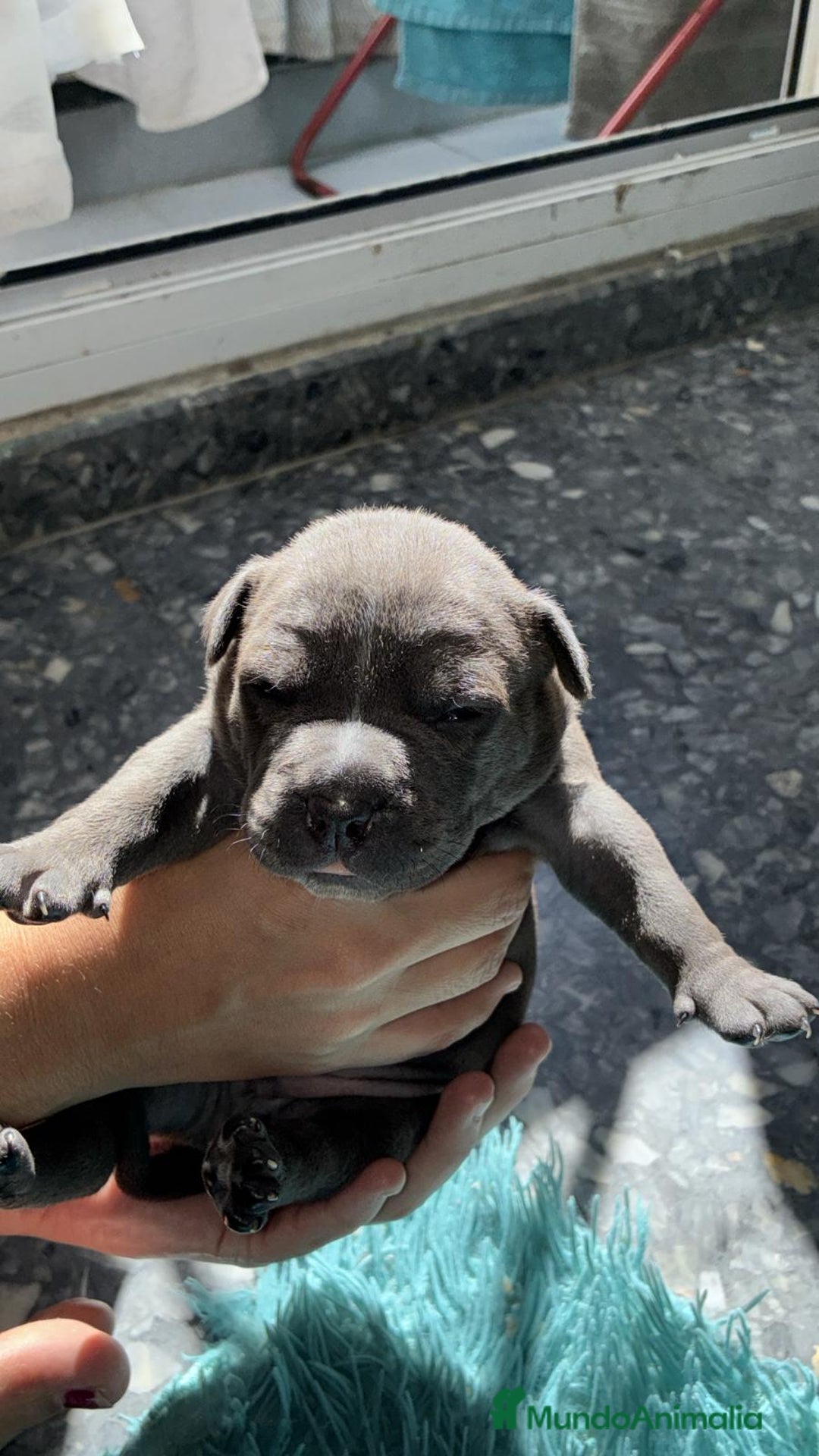 American Bully perros en venta: American bully pocket  - Imagen 1