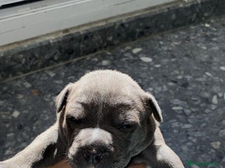 American Bully perros - Anuncio 5