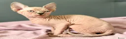 Sphynx gatos en venta: Última preciosa Sphynx con pedigree  - Anuncio 5