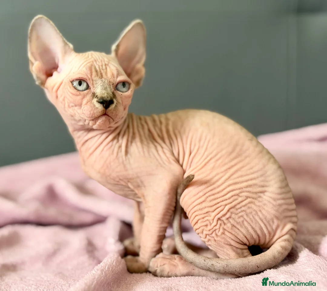 Sphynx gatos en venta: Última preciosa Sphynx con pedigree  - Anuncio 5