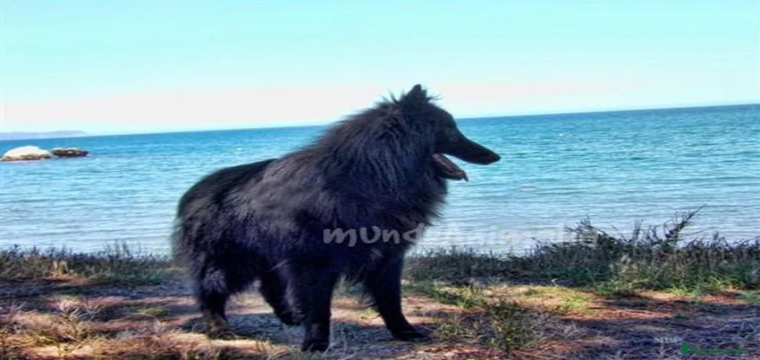 Imagen de galería {{count}}