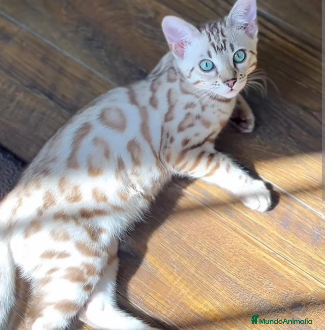 Bengalí gatos en venta: Gatitos bengali - Anuncio 8