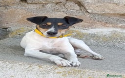 Ratonero Bodeguero Andaluz perros en venta: Cachorros de Ratonero Bodeguero Andaluz - Imagen 3