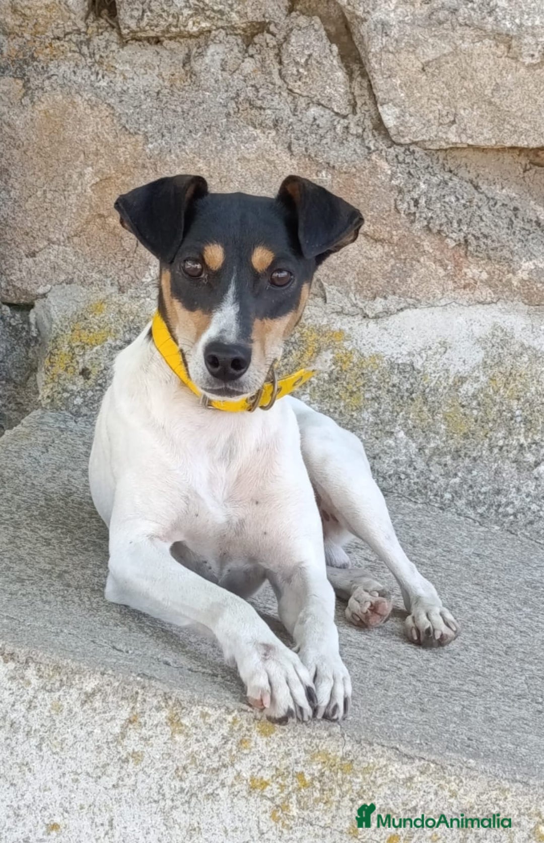 Ratonero Bodeguero Andaluz perros en venta: Cachorros de Ratonero Bodeguero Andaluz - Imagen 3