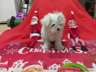 Bichón Maltés perros PRECIOSA MALTES MINI TOY - Anuncio 6