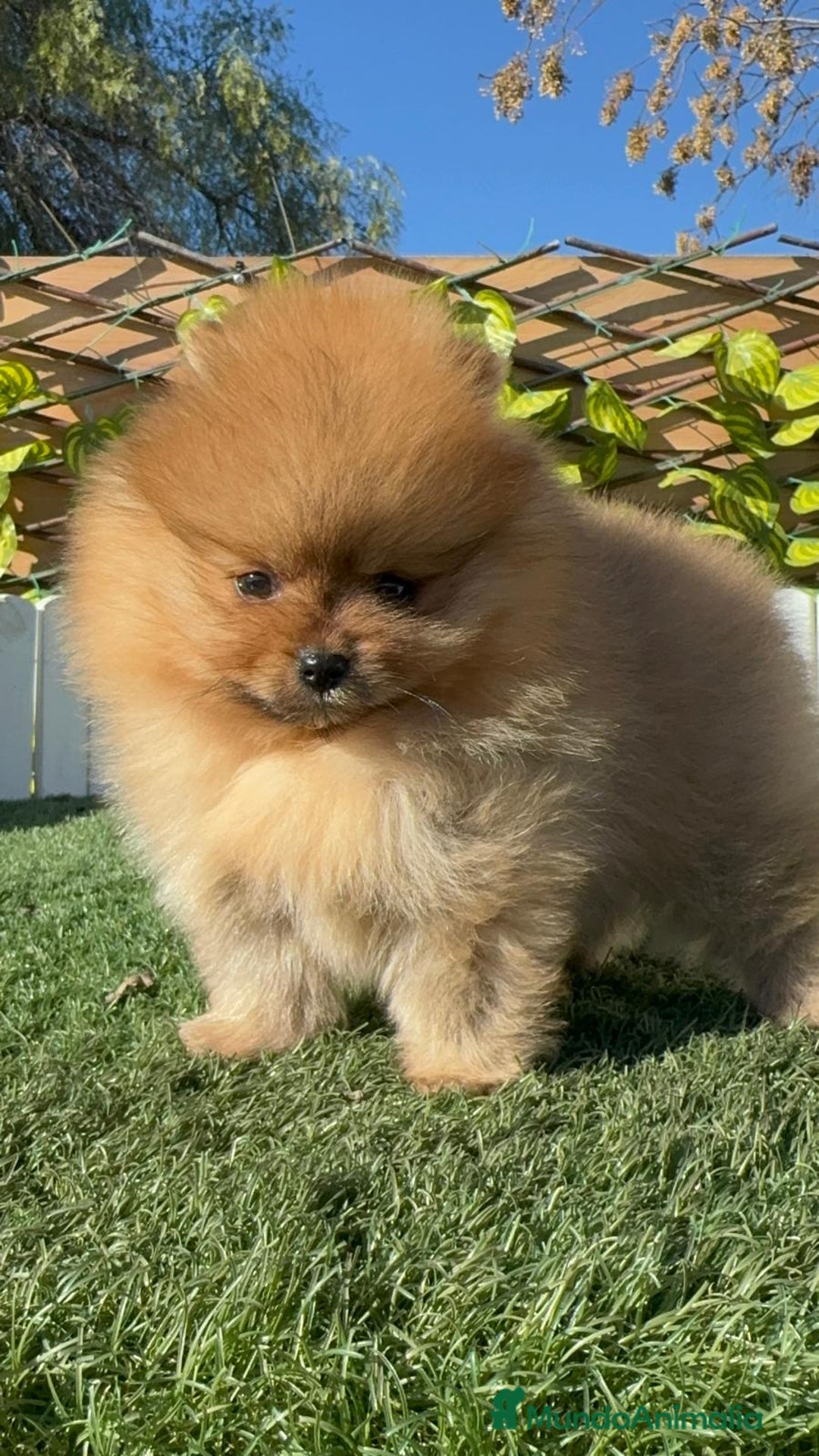 Pomerania perros en venta: POMERANIA HEMBRA CARA DE OSO - Anuncio 4