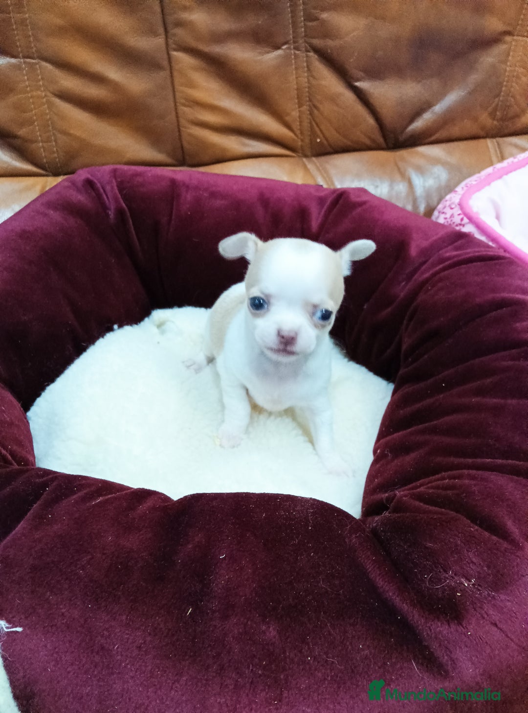 Chihuahua perros en venta: CHIHUAHUA TOY  - Anuncio 1