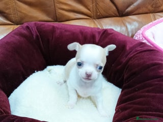 Chihuahua perros CHIHUAHUA TOY - Anuncio 1