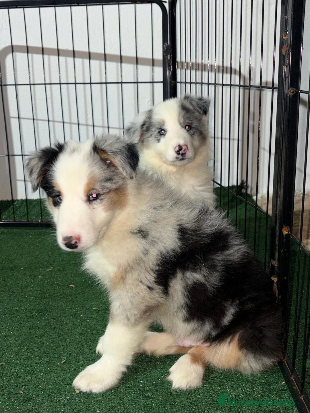 Border Collie perros en venta: Border collie - Anuncio 3