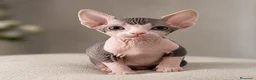 Sphynx gatos en venta: Última hembra Sphynx  - Anuncio 1