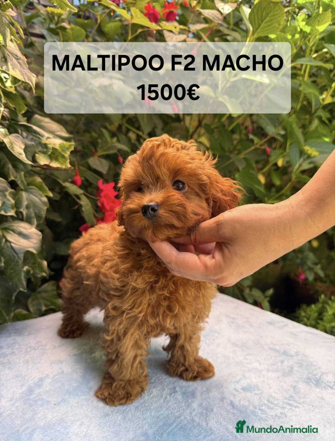 Maltipoo perros Preciosos cachorros Yorkiepoo  - Anuncio 1
