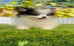 Pomerania perros en venta: POMERANIA HEMBRA ENVIOS A TODA ESPAÑA - Imagen 6