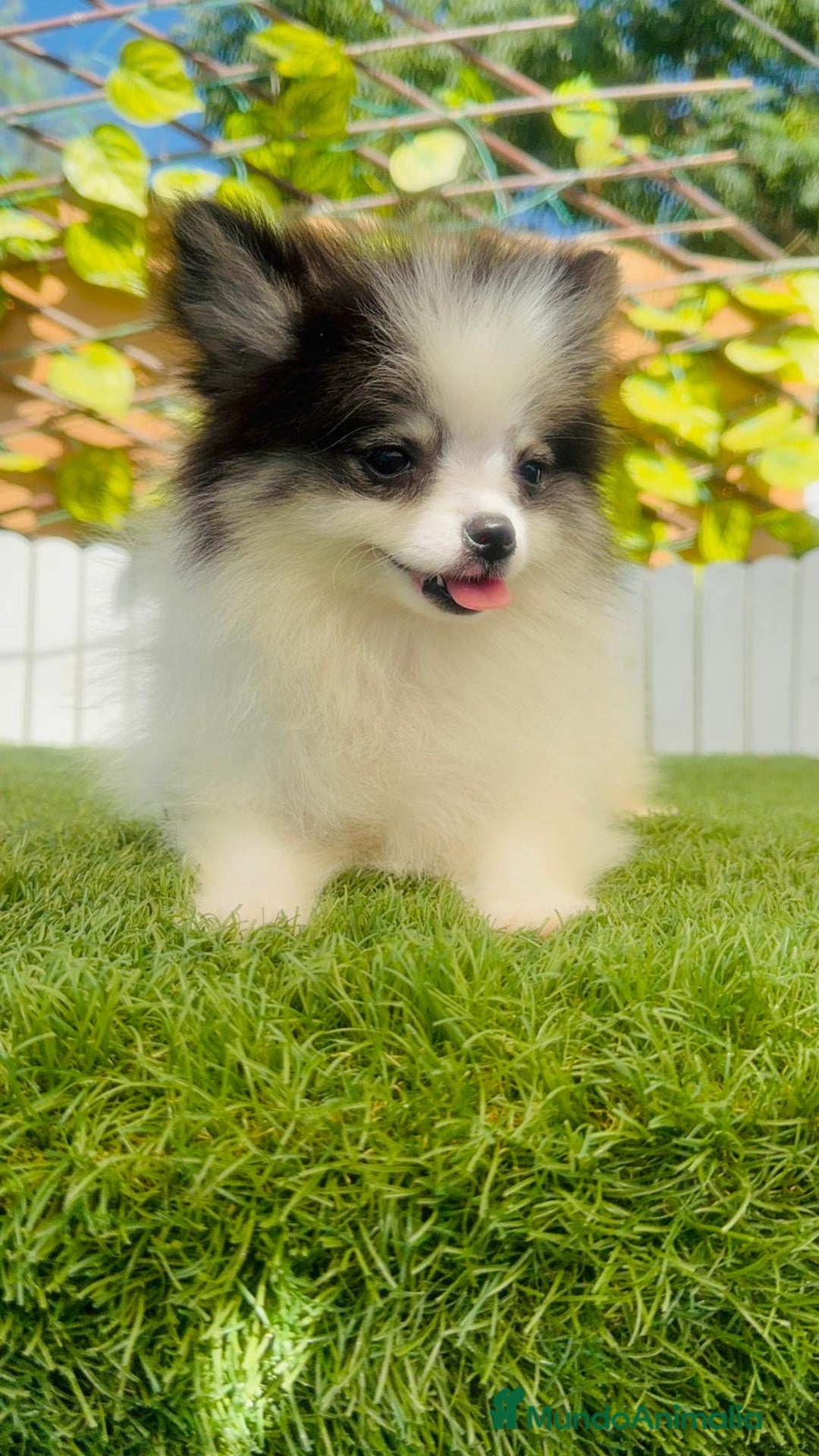 Pomerania perros en venta: POMERANIA HEMBRA ENVIOS A TODA ESPAÑA - Imagen 6