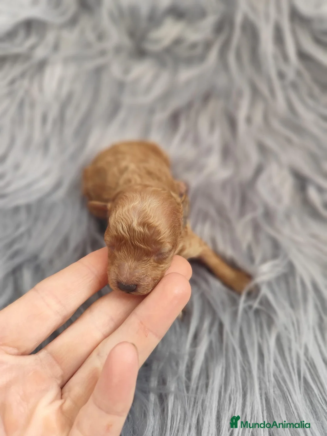 Caniche Toy perros en venta: Caniche tácita de te  - Anuncio 8