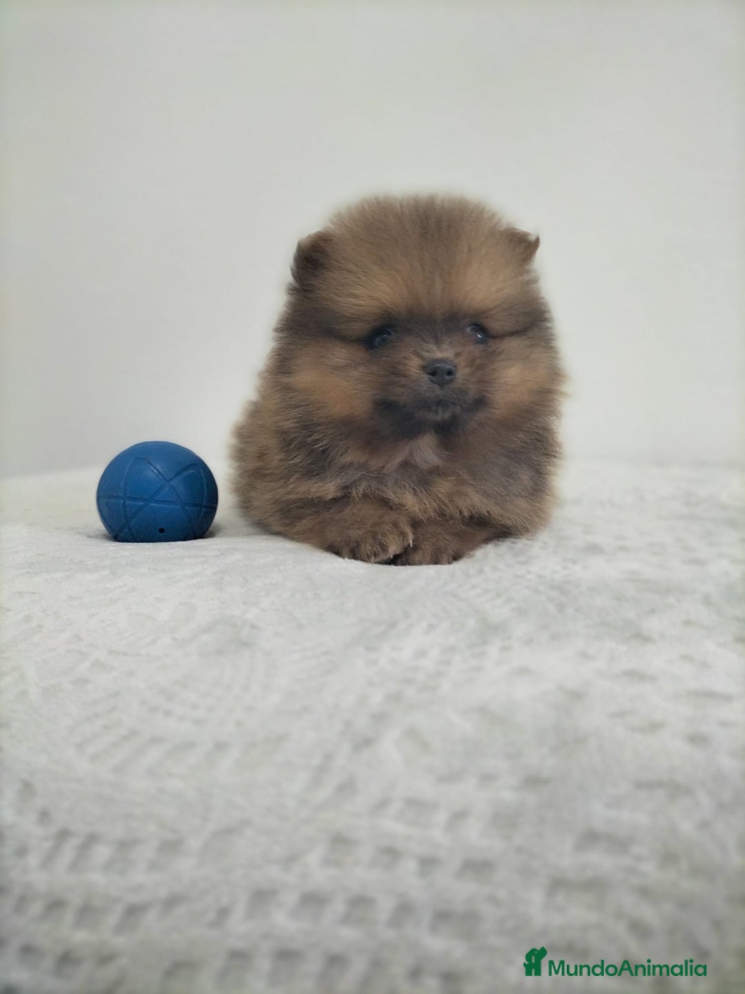 Pomerania perros en venta: Lulu pomerania  - Anuncio 4