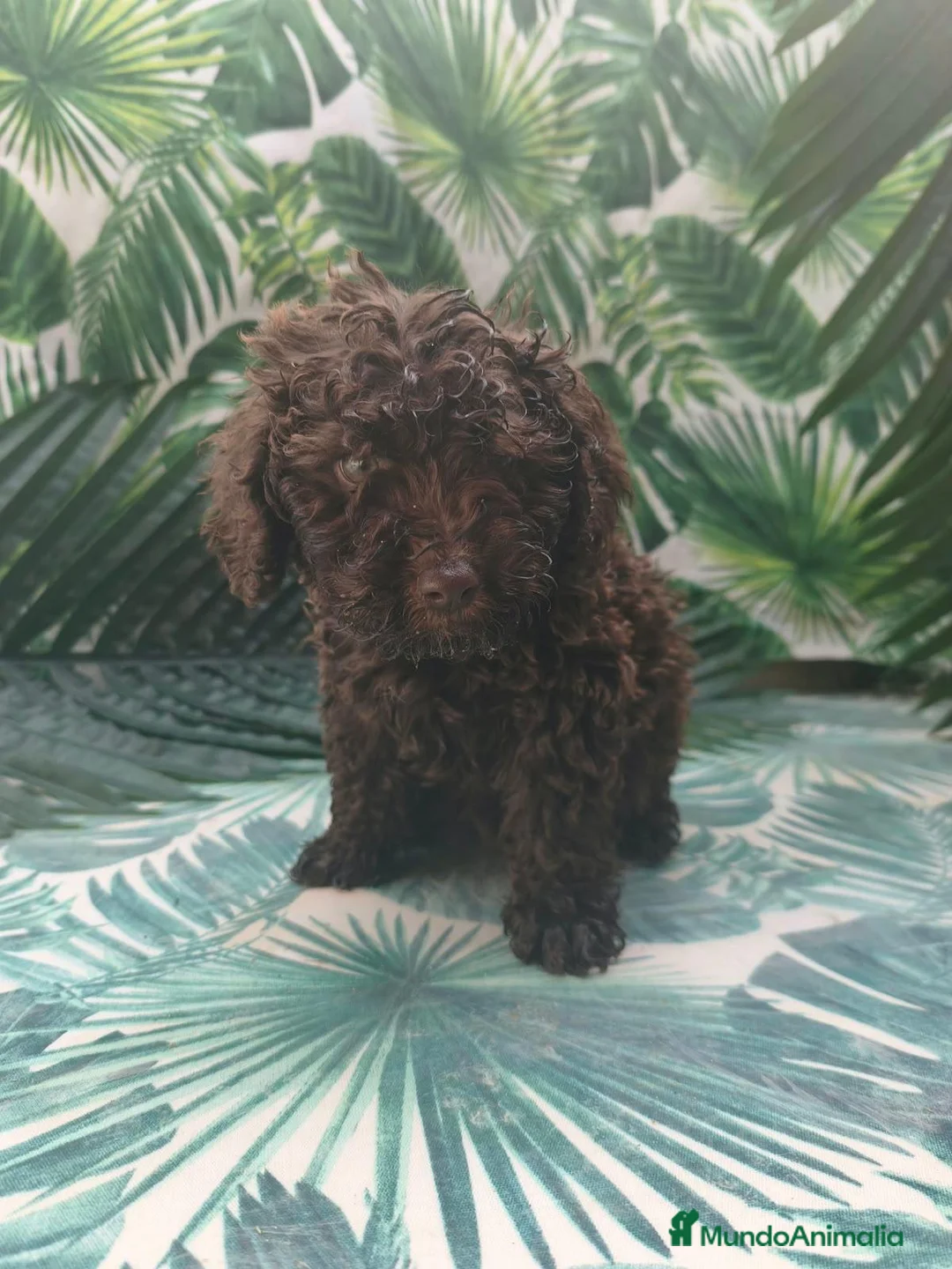 Perro de Agua Español perros en venta: Cachorros pda en Salamanca - Anuncio 1
