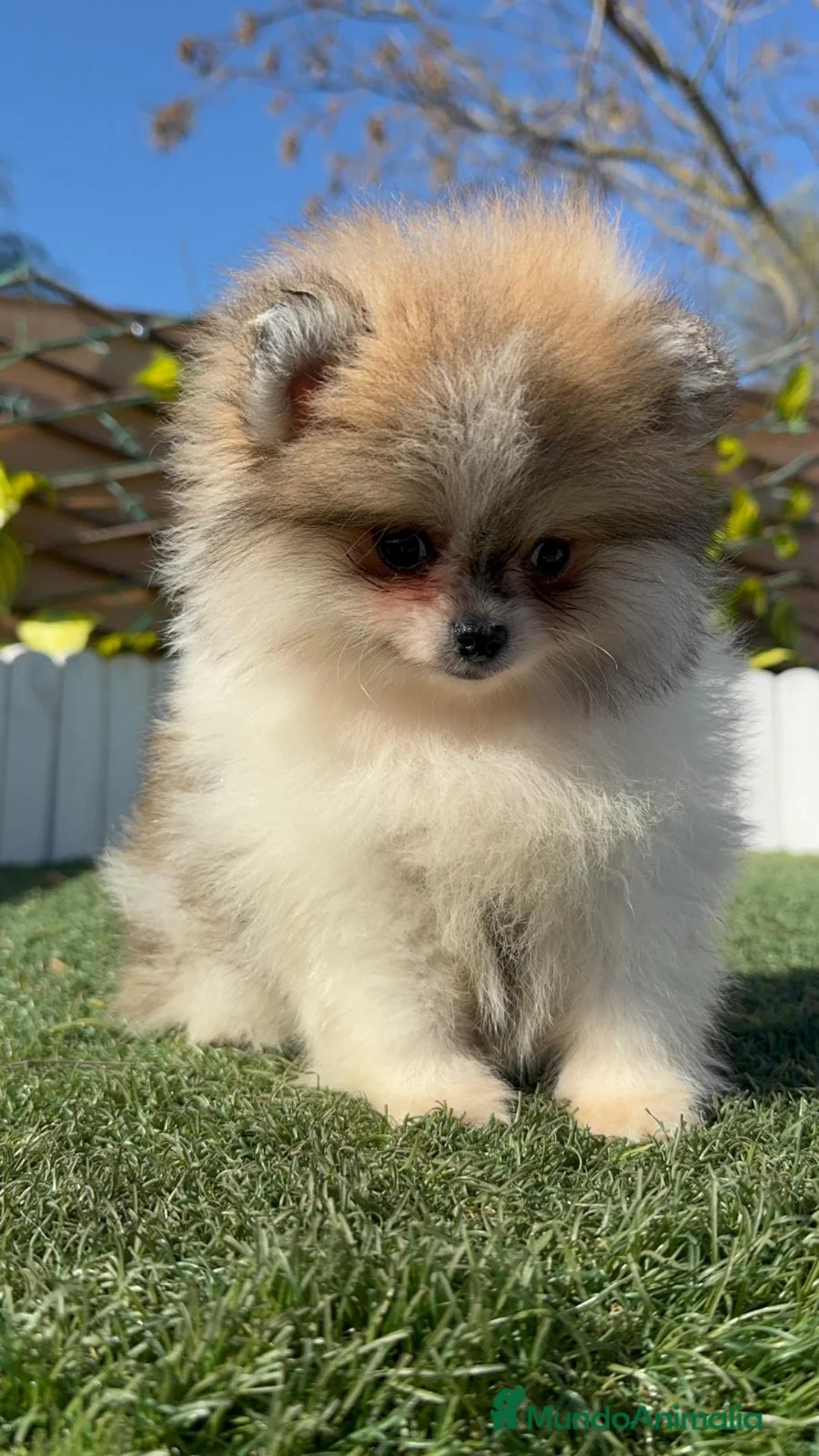 Pomerania perros en venta: POMERANIA HEMBRA - Anuncio 2