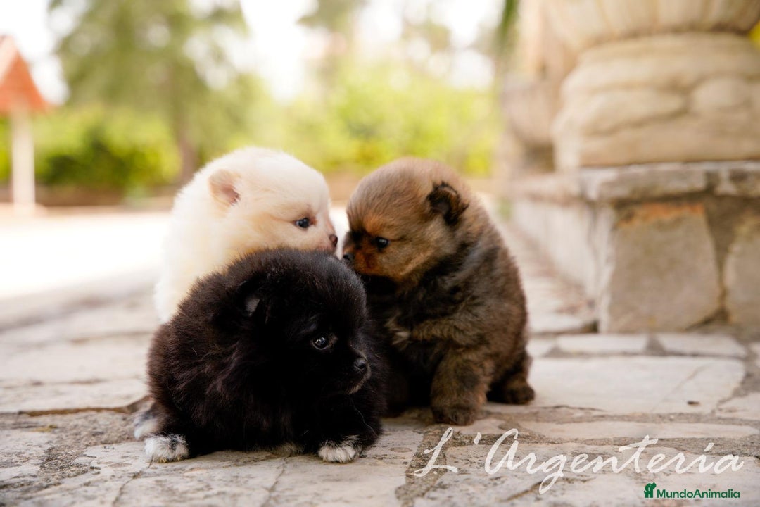 Pomerania perros en venta: camada pomerania  - Imagen 8