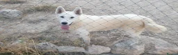 Husky Siberiano perros en venta: Husky siberiano con reconocimiento de raza pedigre - Anuncio 5