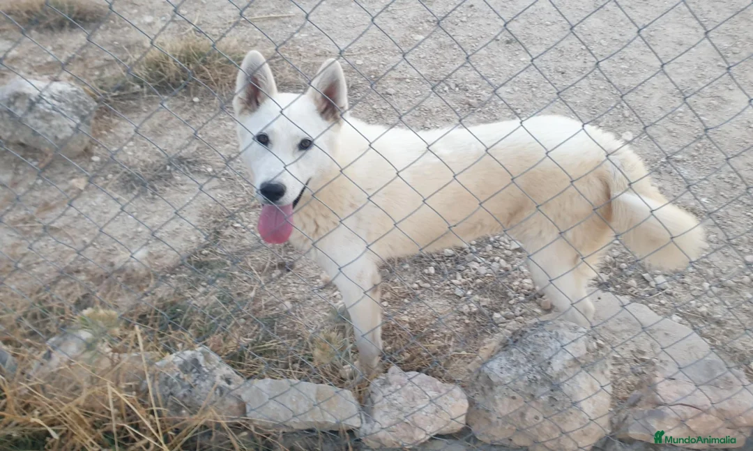Husky Siberiano perros en venta: Husky siberiano con reconocimiento de raza pedigre - Anuncio 5