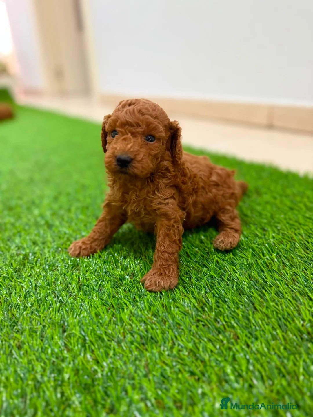 Caniche Toy perros en venta: Caniche toy rojo - Anuncio 4