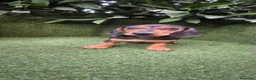 Teckel Miniatura perros en venta: teckel miniatura varios colores  - Anuncio 3