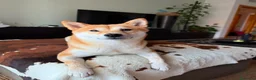 Shiba Inu perros en venta: Shiba inu en Madrid - Anuncio 1