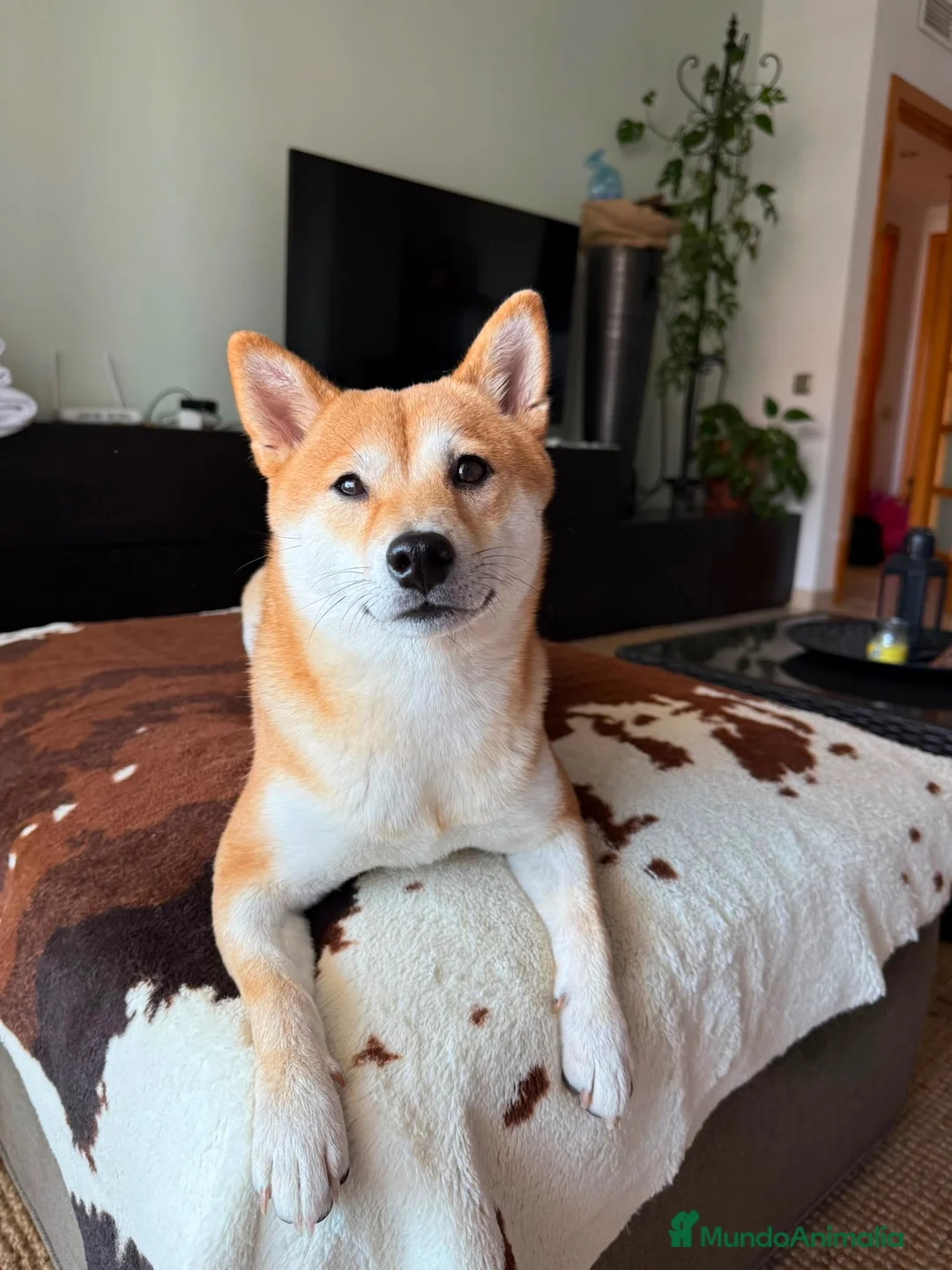 Shiba Inu perros en venta: Shiba inu en Madrid - Anuncio 1