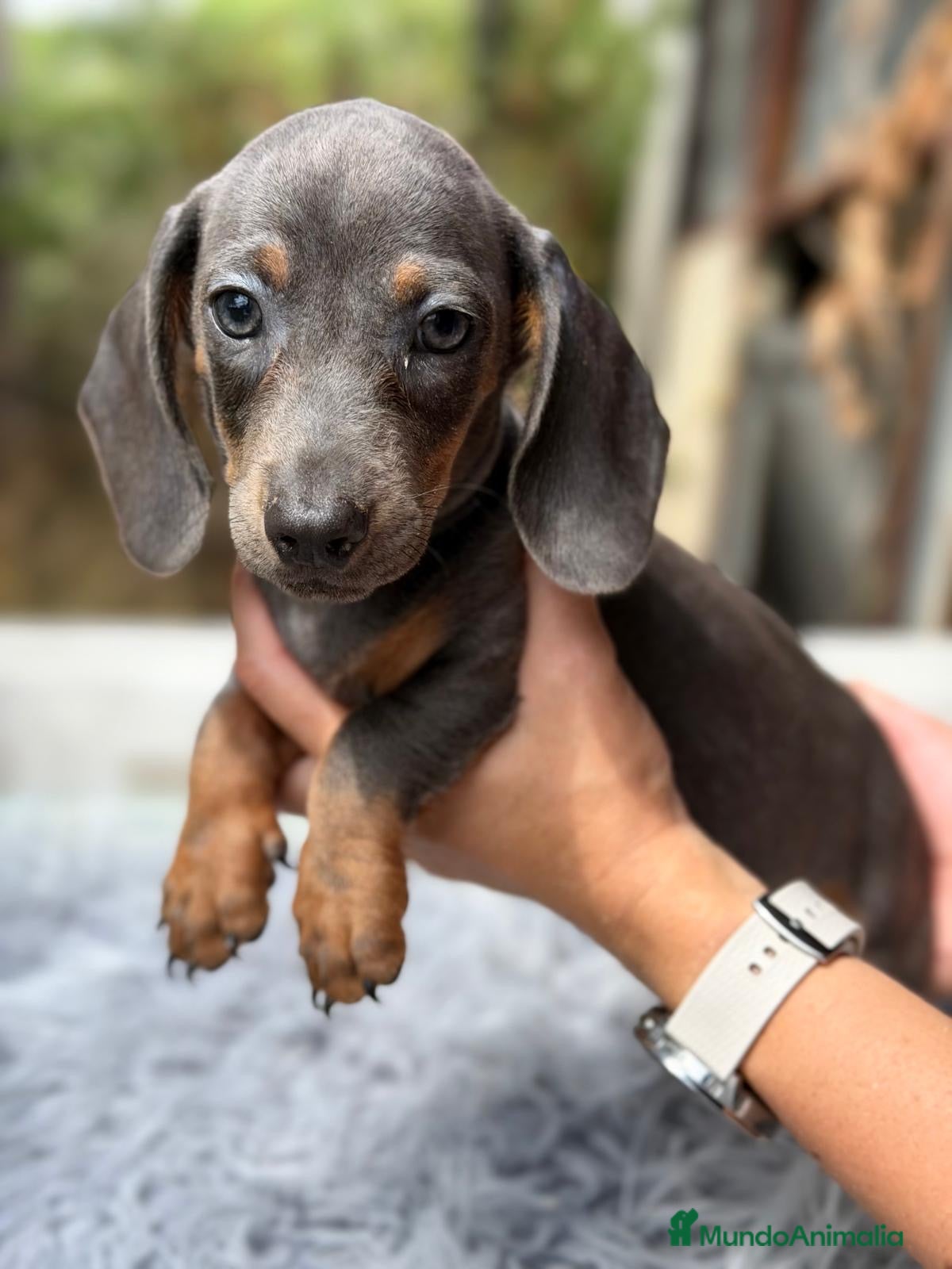 Teckel Miniatura perros Camadas Teckel diferentes colores 🐾 - Anuncio 1