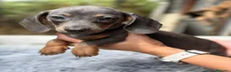 Teckel Miniatura perros en venta: Camadas Teckel diferentes colores 🐾 - Anuncio 1