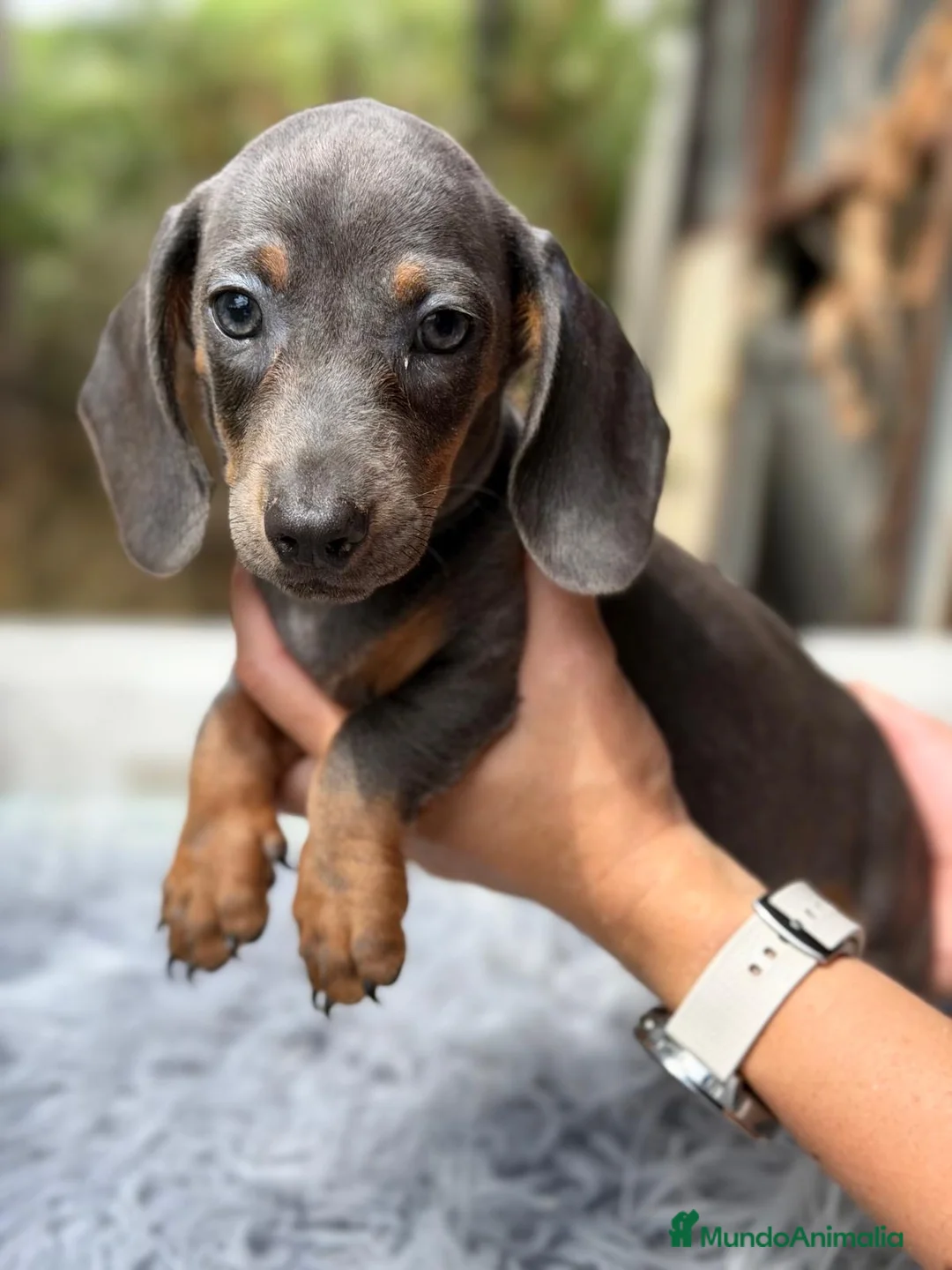 Teckel Miniatura perros en venta: Camadas Teckel diferentes colores 🐾 - Anuncio 1