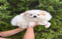 Pomerania perros en venta: Oportunidad Lulú Pomerania Ruso  - Imagen 2